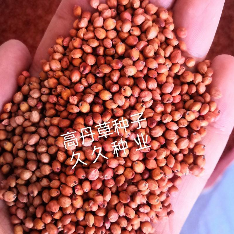 高丹草种子牧草种籽多年生种孑四季收割高产型高丹王牧草种子