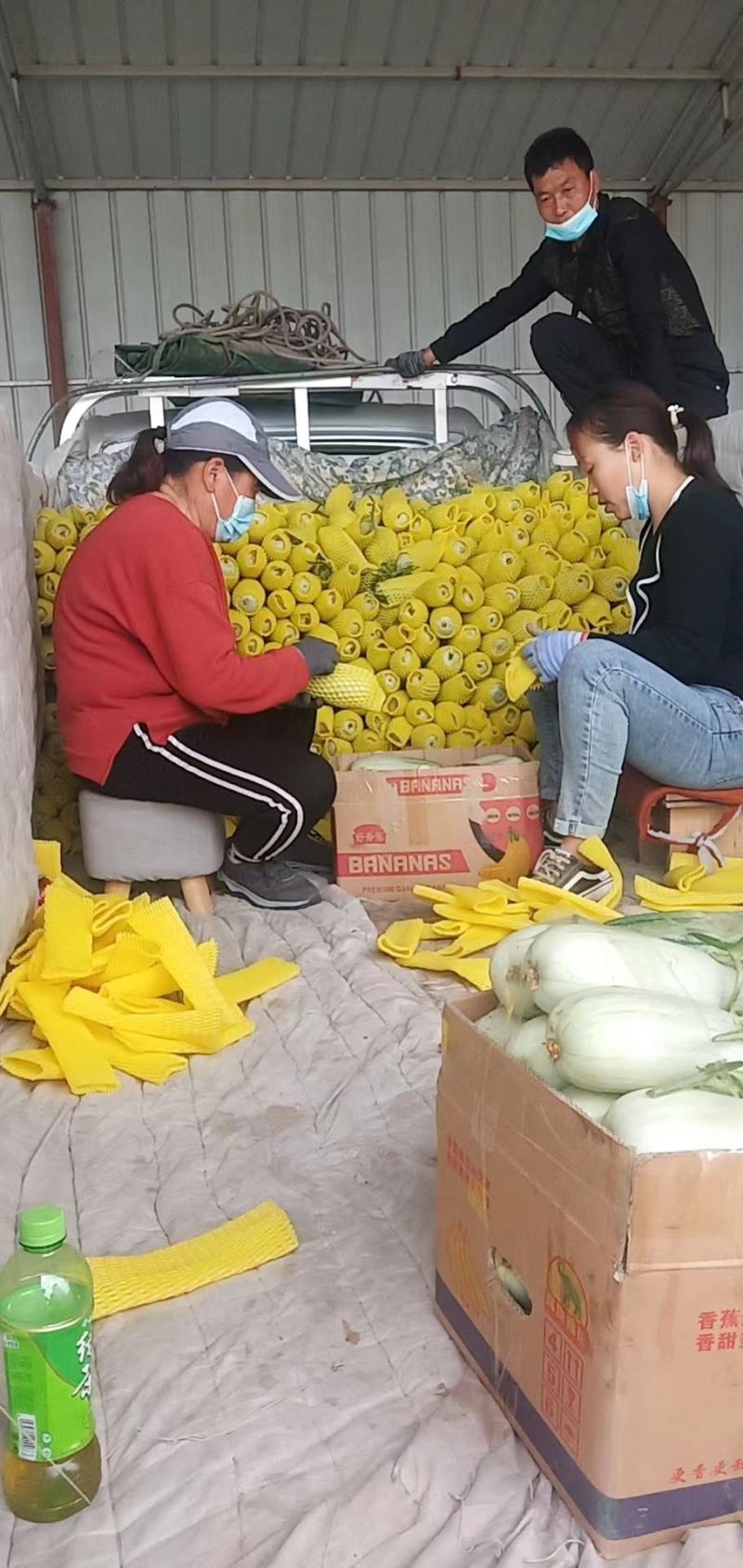 【原产地直发】河南甜瓜博洋61羊角蜜甜瓜现货现发欢迎咨询