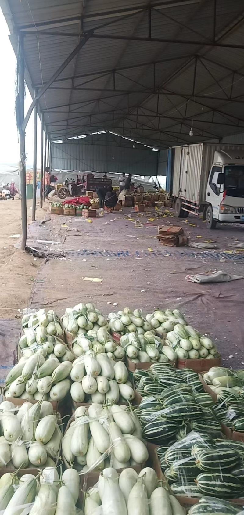 【原产地直发】河南甜瓜博洋61羊角蜜甜瓜现货现发欢迎咨询