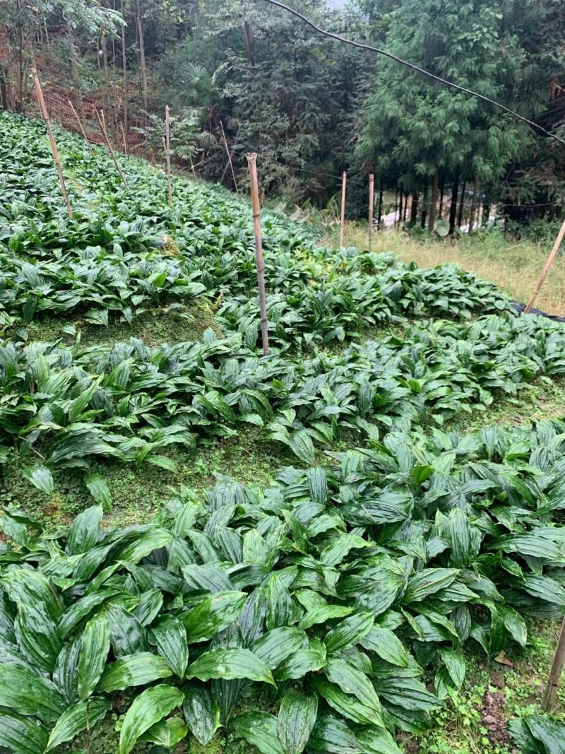 四川大叶毛慈姑，干货，鲜货，产地直供，欢迎全国老板采购。