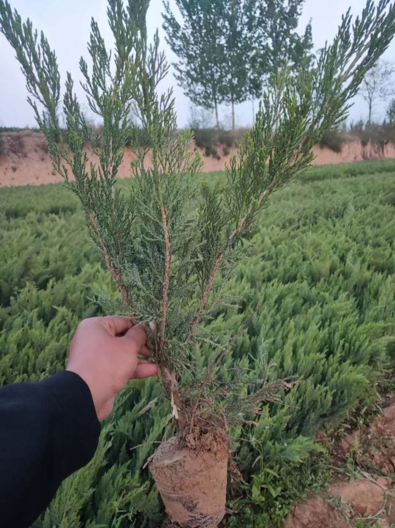 沙地柏-大量出售沙地柏，价格优美，成活率高，欢迎采购