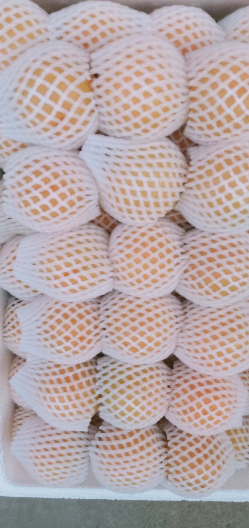 金太阳大黄杏大棚种植现摘现发已经上色果子商品果现货