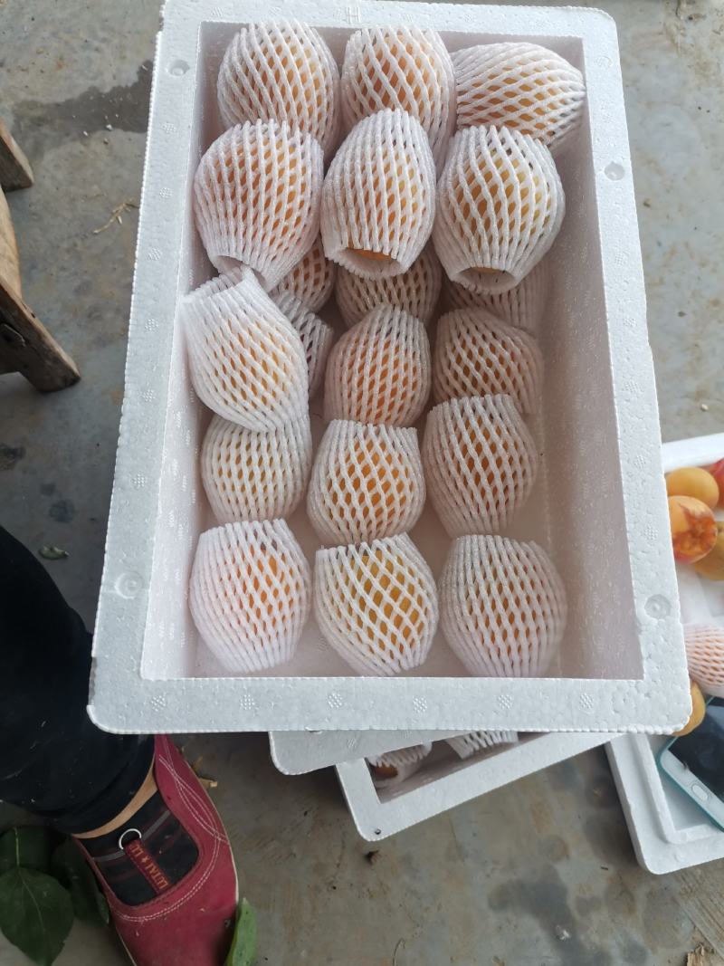 金太阳大黄杏大棚种植现摘现发已经上色果子商品果现货