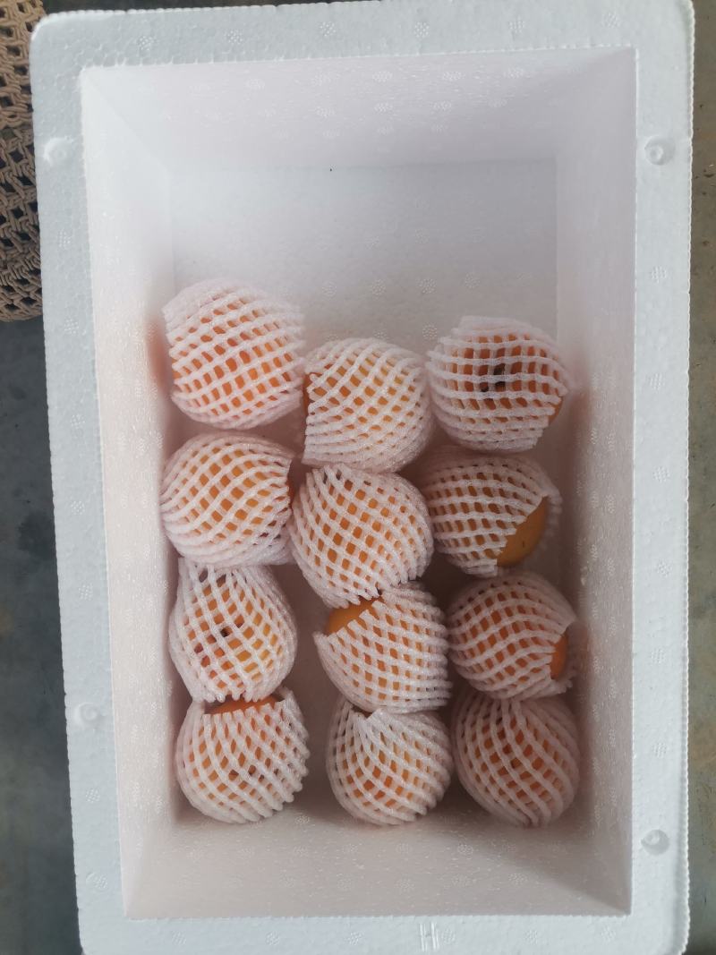 金太阳大黄杏大棚种植现摘现发已经上色果子商品果现货