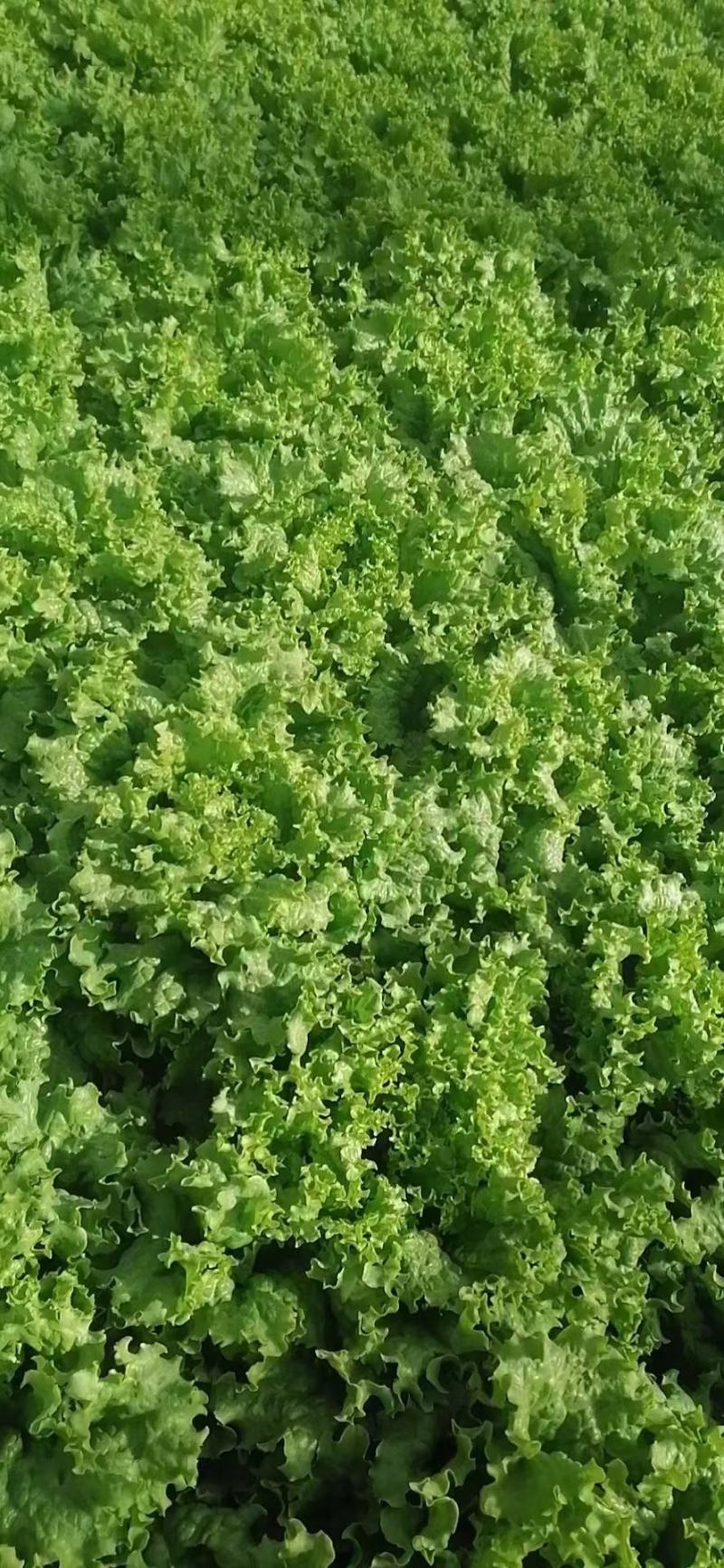 生菜青海散叶生菜，大棚种植，货源充足，欢迎各位老板采购
