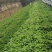 生菜青海散叶生菜，大棚种植，货源充足，欢迎各位老板采购