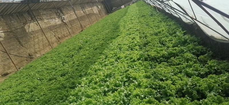 生菜青海散叶生菜，大棚种植，货源充足，欢迎各位老板采购