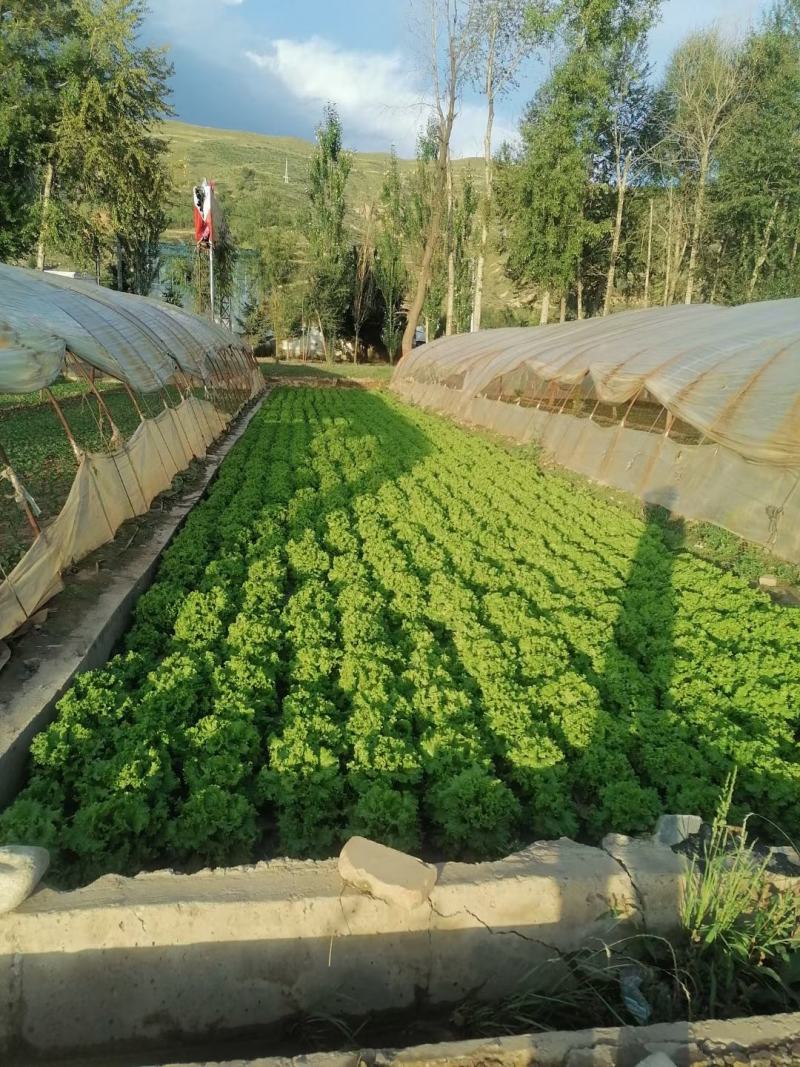 生菜青海散叶生菜，大棚种植，货源充足，欢迎各位老板采购
