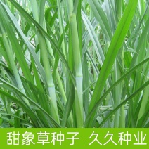 台湾甜象草种子养殖牧草种子畜牧多年生牧草牛羊饲料喂牛饲料