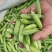 新鲜豌豆