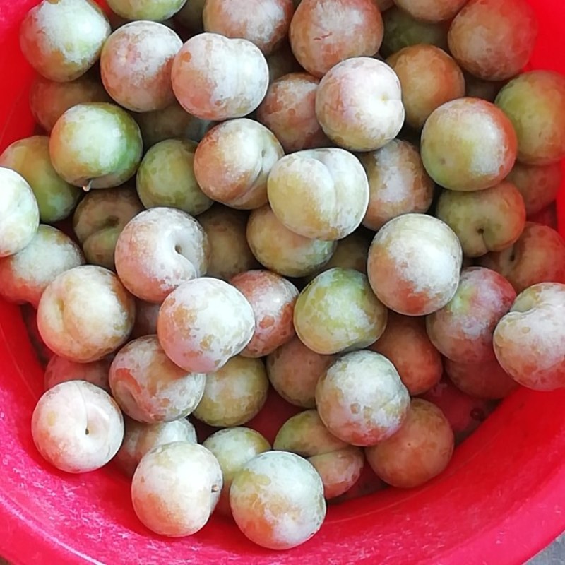 广西桂林恭城三月李，玫瑰李