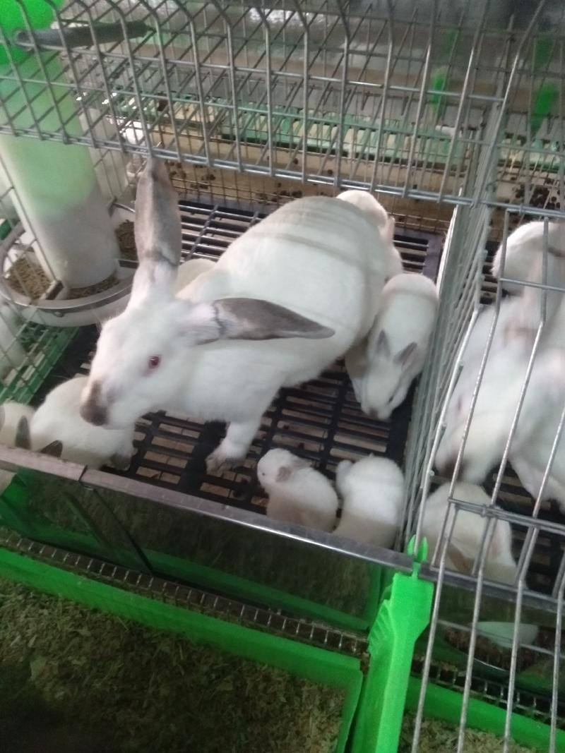 肉兔种兔商品兔新西兰比利时伊拉幼崽疫苗已做包成活包技术