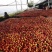 精选山东中油油桃3两以上基地直销量大从优