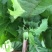 菊苣种子多年生菊苣牧草种子大叶菊苣牛羊牧草高产牧草四季