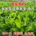 菊苣种子多年生菊苣牧草种子大叶菊苣牛羊牧草高产牧草四季