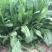 菊苣种子多年生菊苣牧草种子大叶菊苣牛羊牧草高产牧草四季
