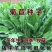 菊苣种子多年生菊苣牧草种子大叶菊苣牛羊牧草高产牧草四季