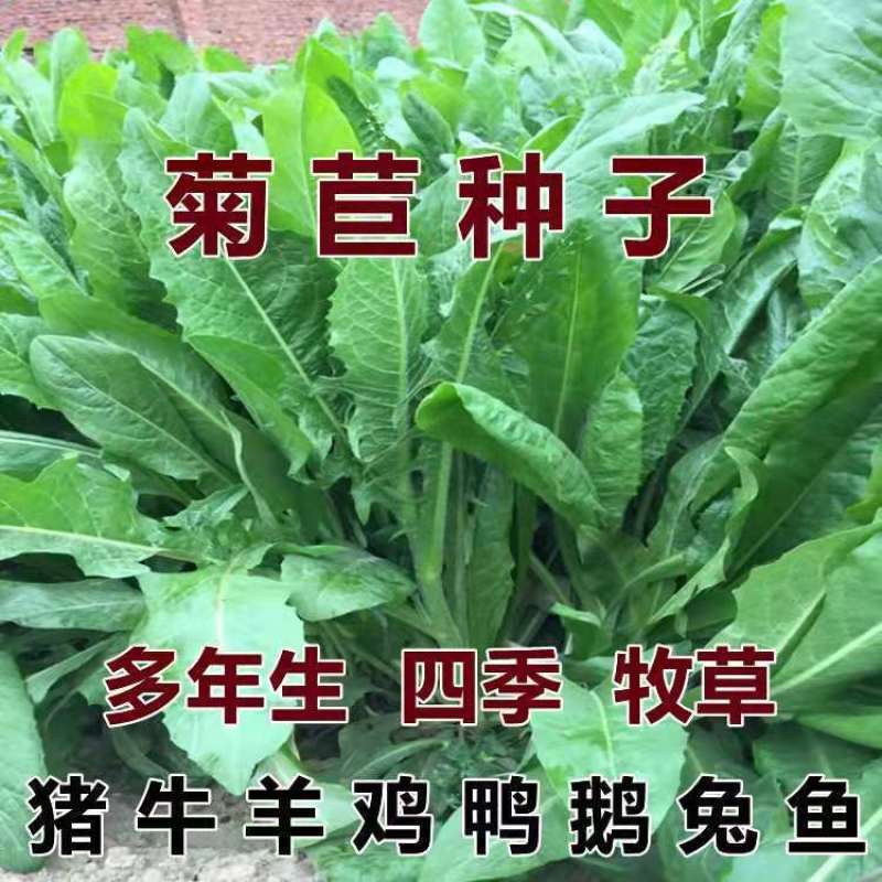菊苣种子多年生菊苣牧草种子大叶菊苣牛羊牧草高产牧草四季
