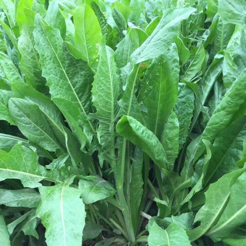 菊苣种子多年生菊苣牧草种子大叶菊苣牛羊牧草高产牧草四季