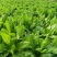 菊苣种子多年生菊苣牧草种子大叶菊苣牛羊牧草高产牧草四季