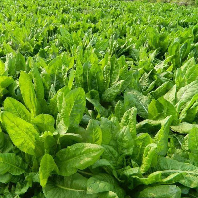 菊苣种子多年生菊苣牧草种子大叶菊苣牛羊牧草高产牧草四季