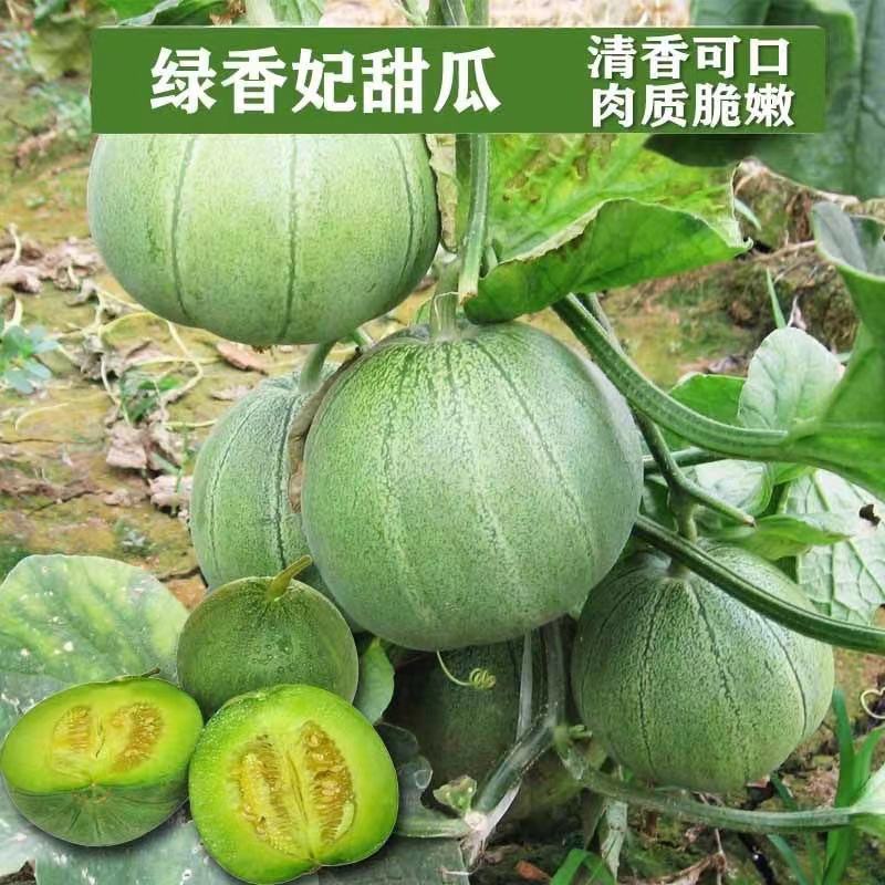 【精选】河南绿宝甜瓜产地一手货源现货供应可视频看货