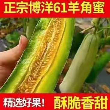 【原产地直发】河南甜瓜博洋61羊角蜜甜瓜现货现发欢迎咨询