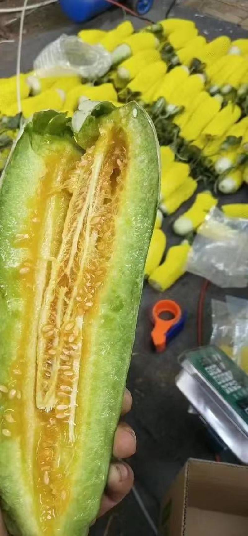 【原产地直发】河南甜瓜博洋61羊角蜜甜瓜现货现发欢迎咨询