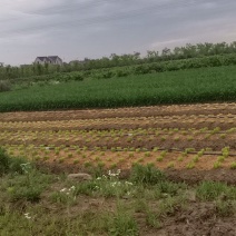 精品大叶韭菜，中粗