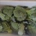 精选山东西兰花产地直发一手货源量大从优