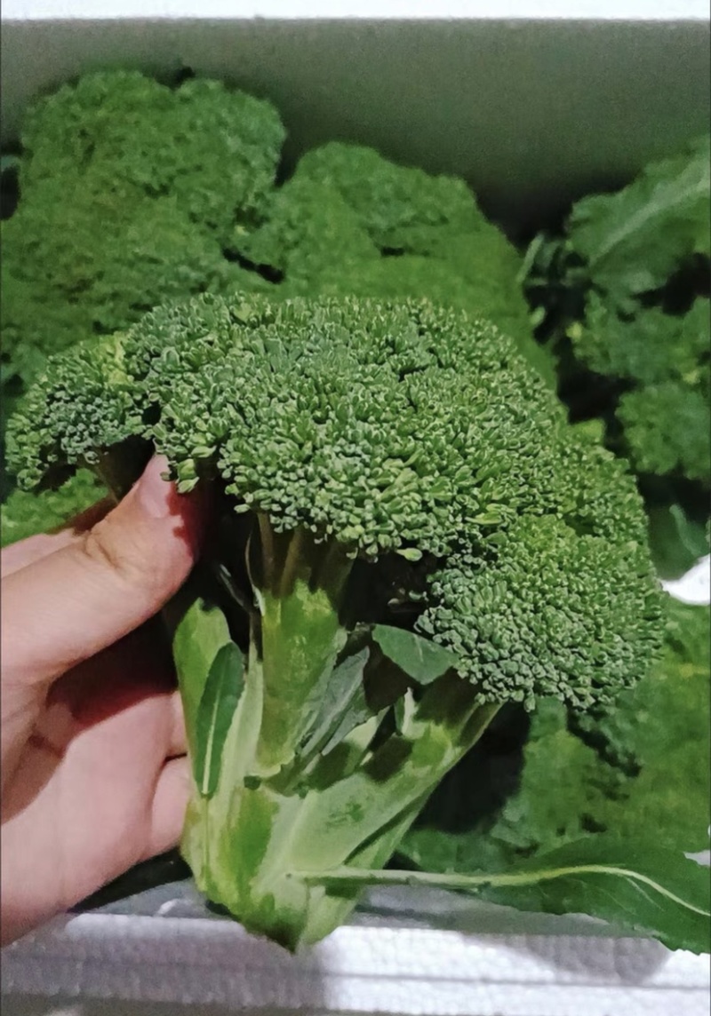 精选山东西兰花产地直发一手货源量大从优