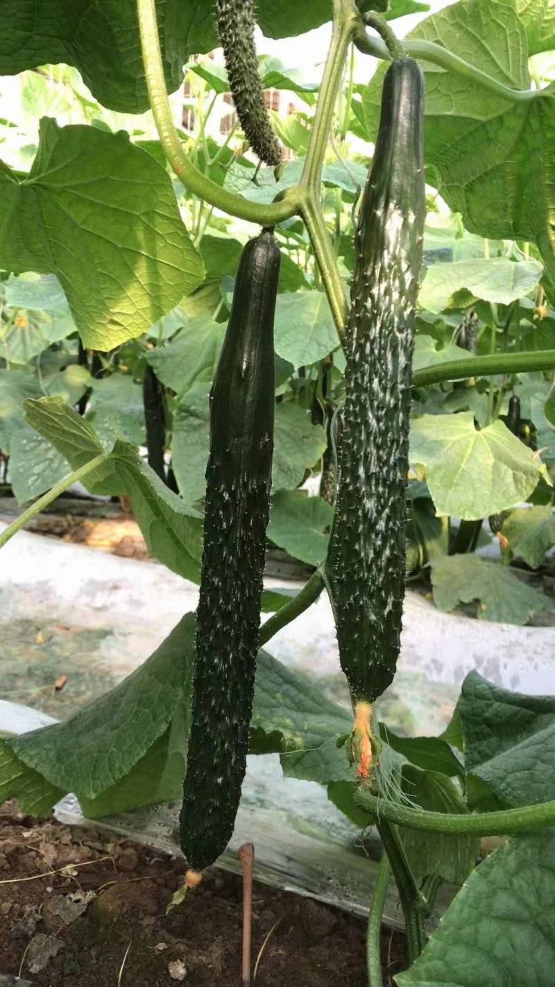 【全国包邮】热销乾德777黑油亮强雌大黄瓜原包装种子保质量
