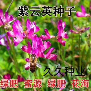 紫云英种子红花草种籽果园绿肥牧草饲料草籽蜜源花卉植物耐寒
