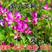 紫云英种子红花草种籽果园绿肥牧草饲料草籽蜜源花卉植物耐寒
