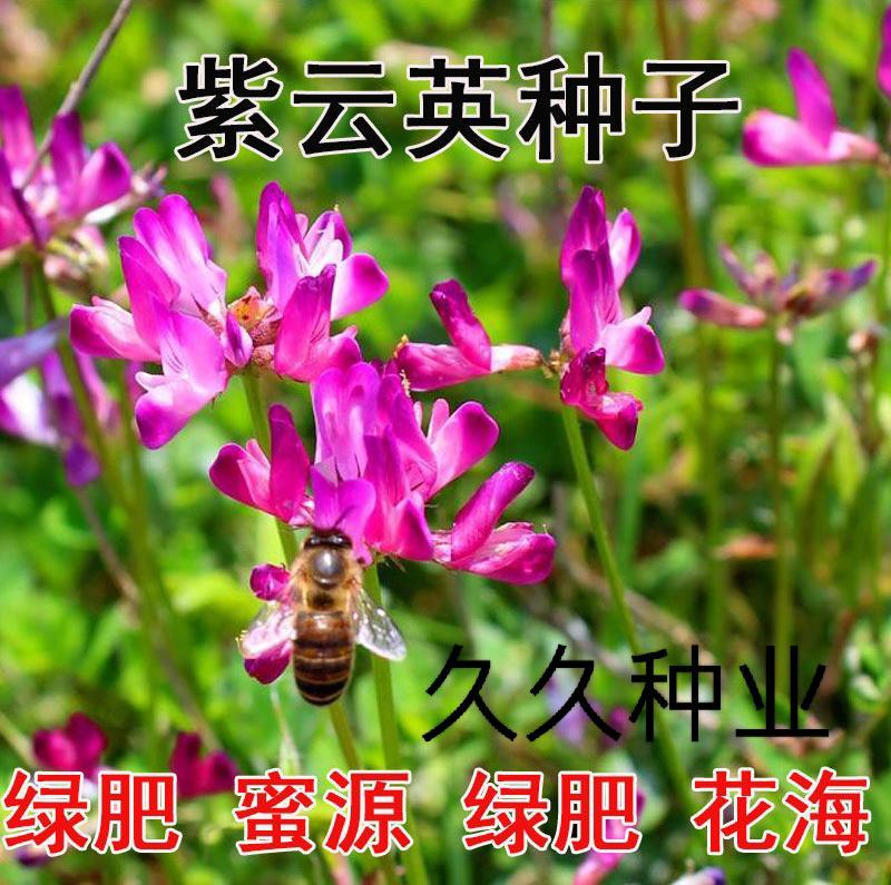 紫云英种子红花草种籽果园绿肥牧草饲料草籽蜜源花卉植物耐寒
