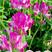 紫云英种子红花草种籽果园绿肥牧草饲料草籽蜜源花卉植物耐寒