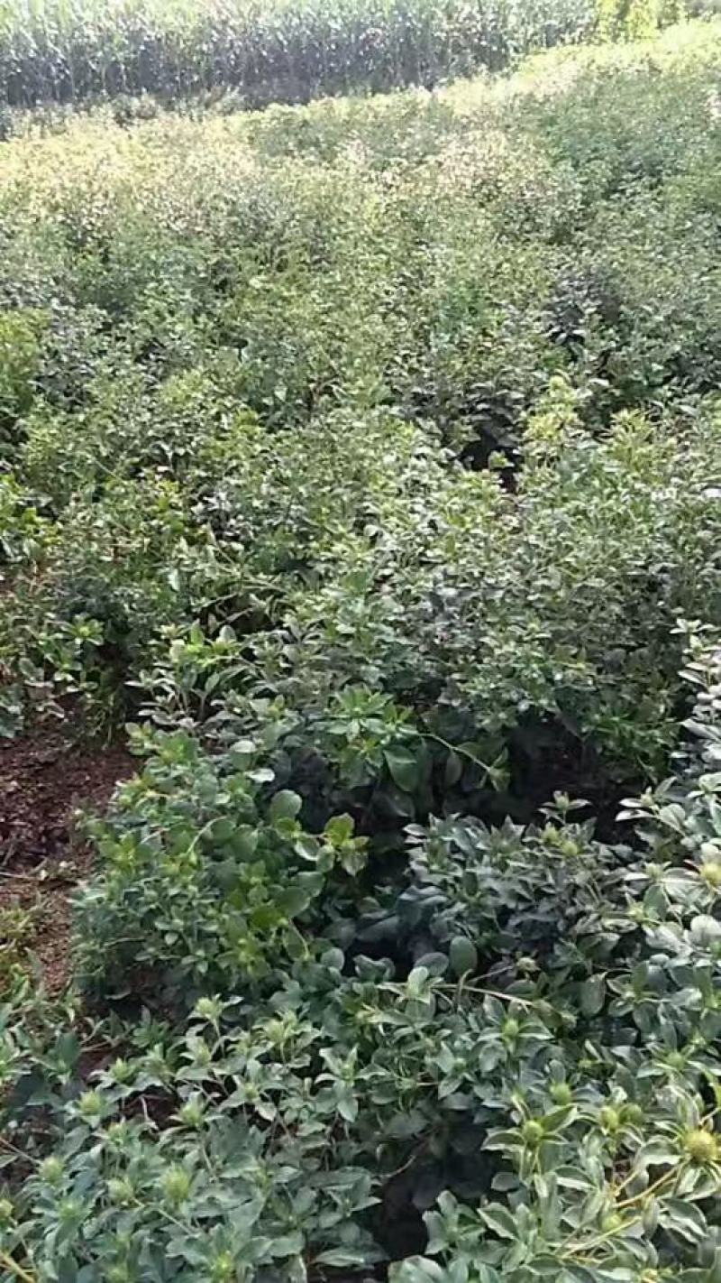 苍术苗苍术种苗朱砂点苍术苗一年苗二年苗规格齐全