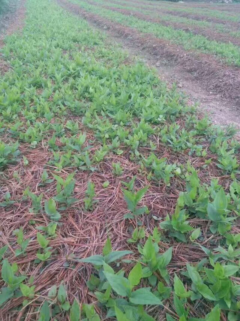 苍术苗苍术种苗朱砂点苍术苗一年苗二年苗规格齐全