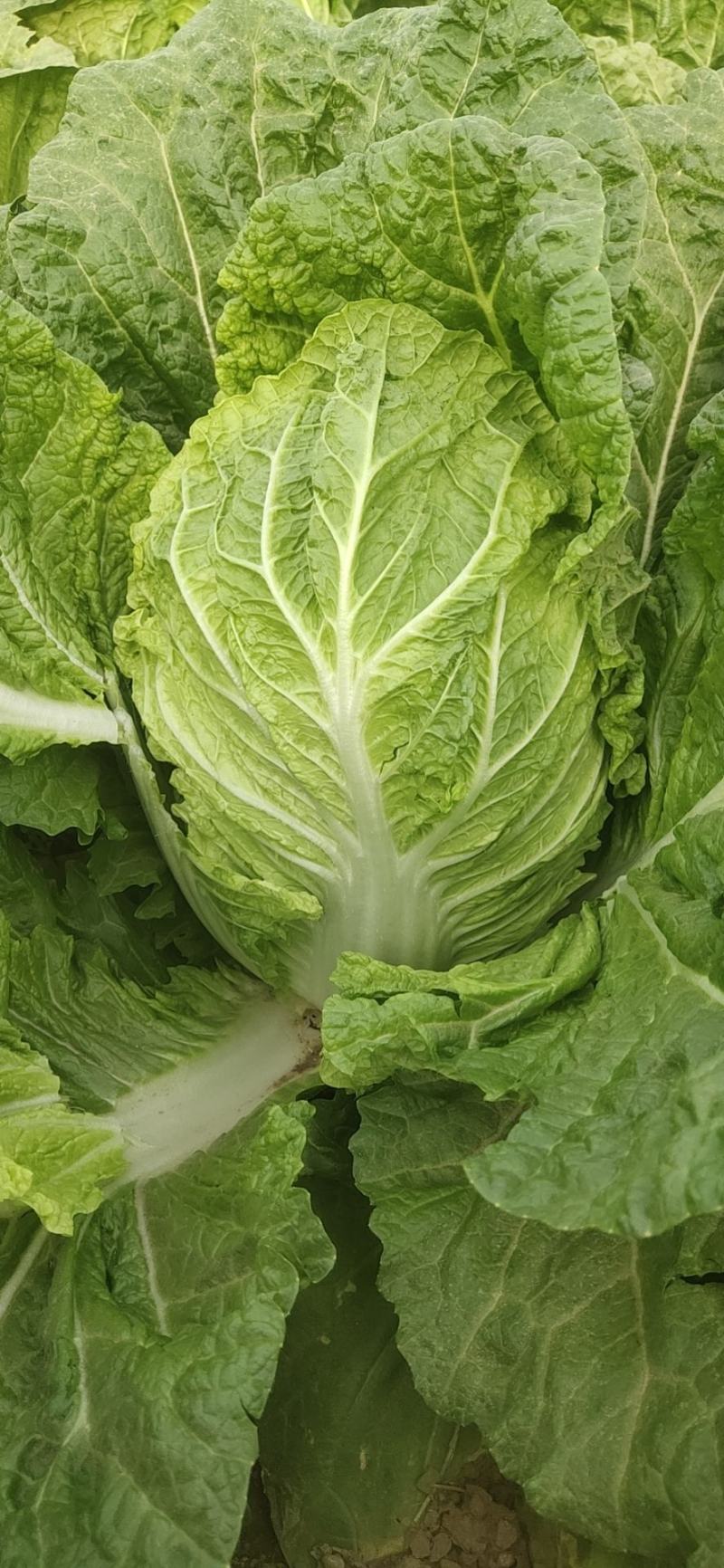 白菜