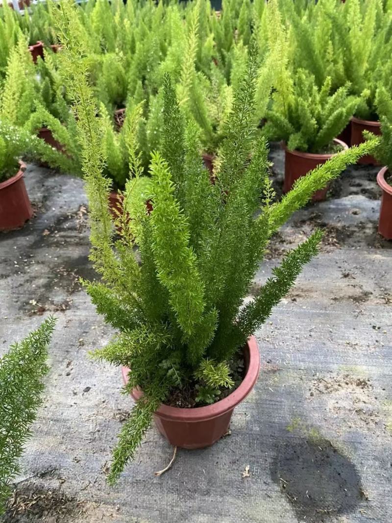 狐尾天门冬，狐尾武竹，花卉栽培，布置厅堂、卧室、阳台等处