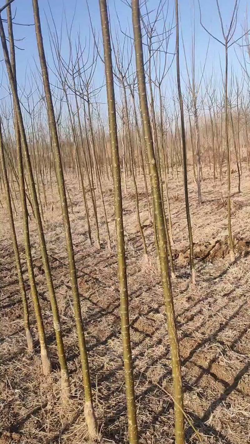 金枝国槐，国槐树大小规格都有，可罗根定杆土球全冠，现货出