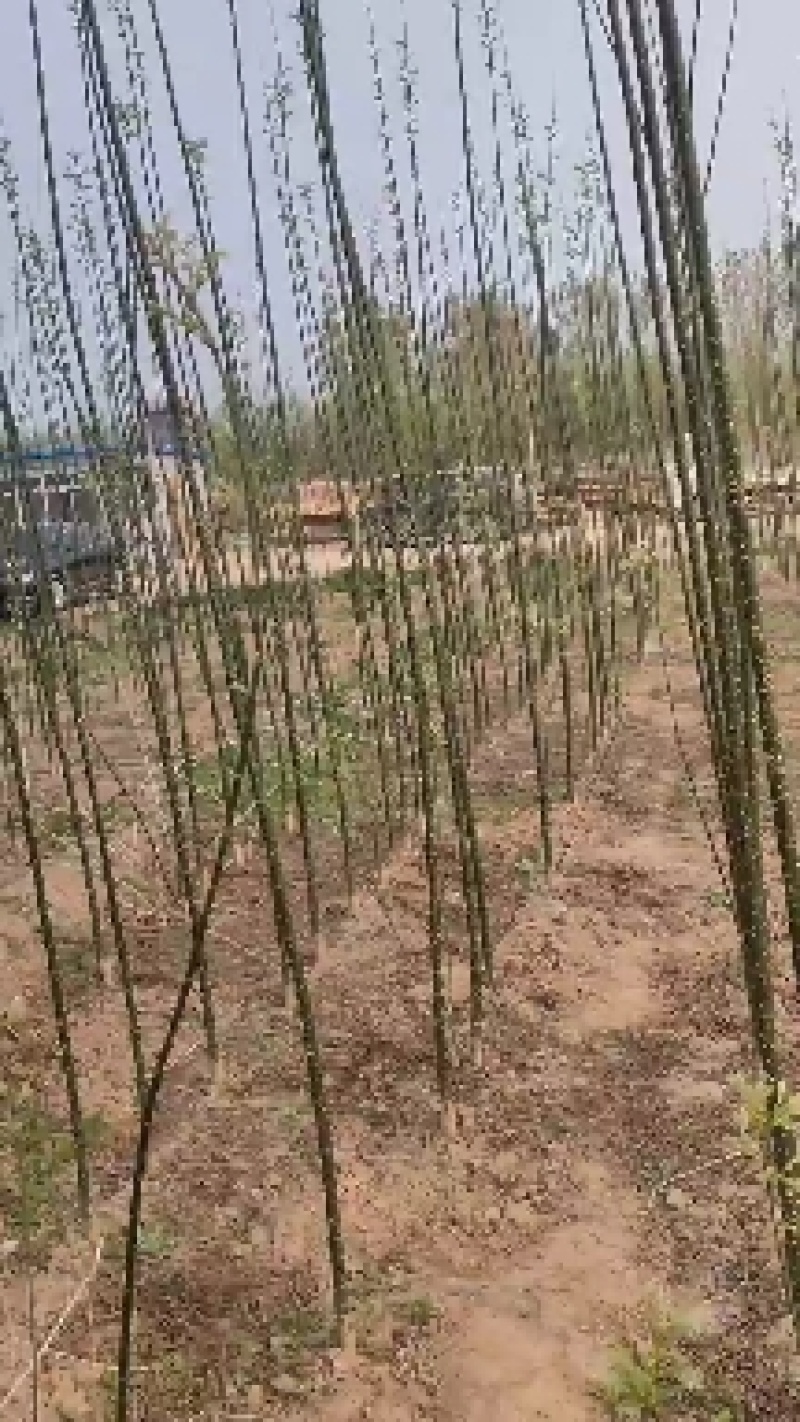 金枝国槐，国槐树大小规格都有，可罗根定杆土球全冠，现货出