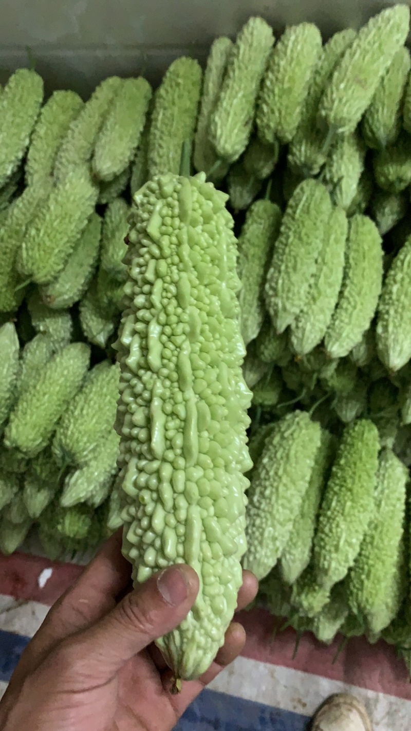 苦瓜之乡白玉苦瓜上市市场商超佳品👍