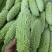 苦瓜之乡白玉苦瓜上市市场商超佳品👍