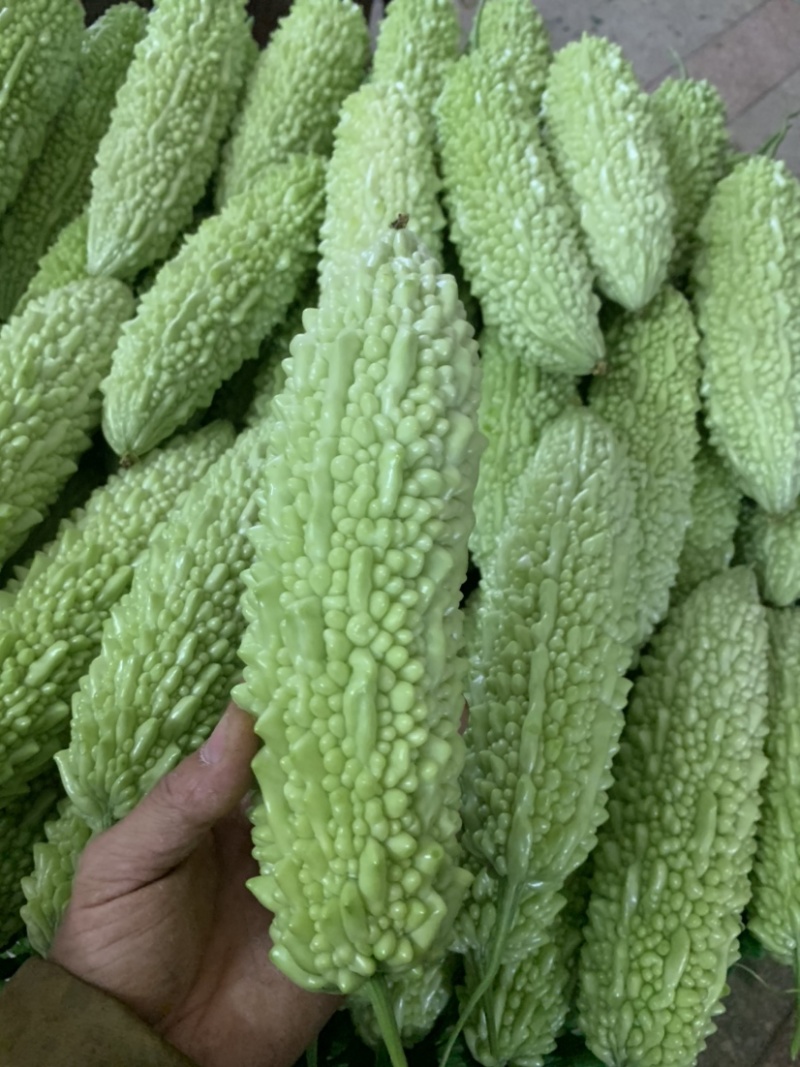 苦瓜之乡白玉苦瓜上市市场商超佳品👍