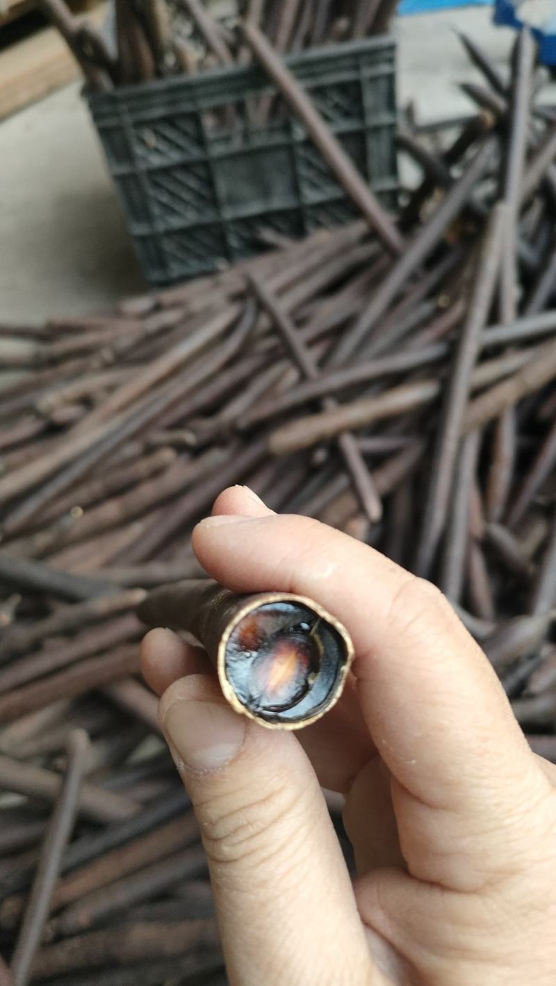腊肠果，便秘果，大解果原产地批发