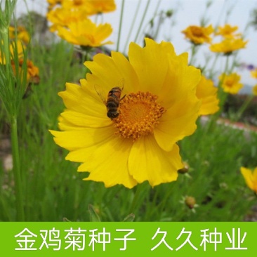 金鸡菊大花种子耐寒耐旱观赏花草籽花海绿化多年生宿根花卉