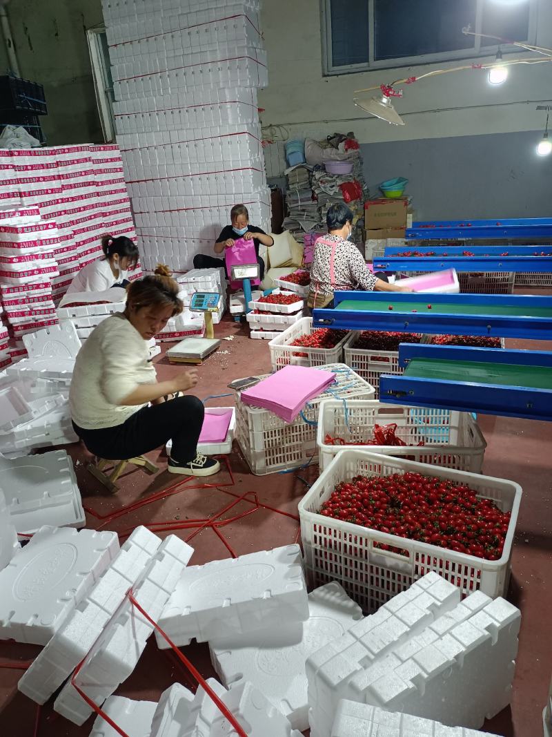 千喜圣女果贝贝粉玉T七圣女果4色小番茄机选产地量大口感好