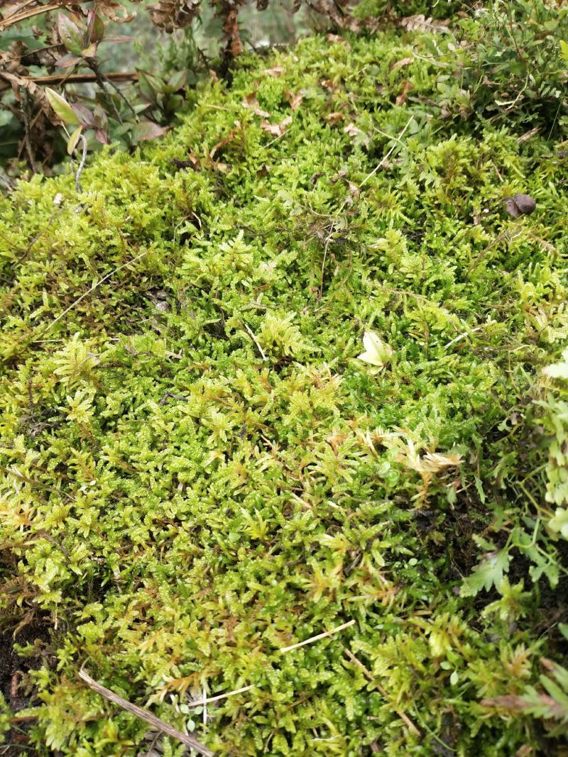 青苔苔藓盆景花园酒店前台绿化净化空气盆景花园酒店前台