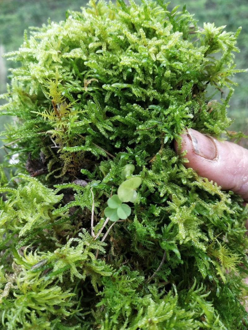 青苔苔藓盆景花园酒店前台绿化净化空气盆景花园酒店前台